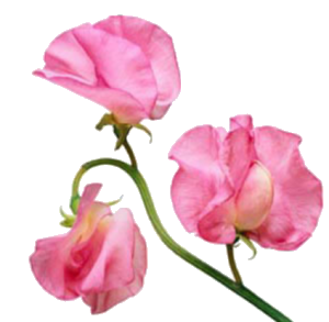 the April flower is Sweet Pea