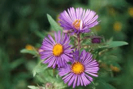 the September flower is Aster