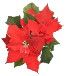 the December flower is Poinsettia