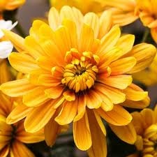 the November flower is Chrysanthemum
