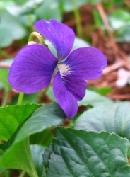 the February flower is Violet 